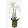 Orchidea finta PABLA con terriccio, bianco, 80cm, Ø8-11cm