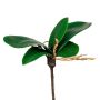 Foglie decorative Phalaenopsis Orchidea ZULKRAM, bastoncino, radici aeree, 15 cm