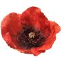 Papavero artificiale FASDIN, rosso, 75 cm