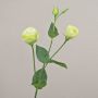 Ramo artificiale Lisianthus RINARA, verde crema, 65 cm