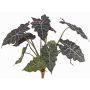 Alocasia Sanderiana artificiale AINARA, verde-bianco, 60cm