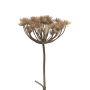 Heracleum artificiale MIANYAN, marrone-grigio, 100 cm