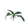 Foglie artificiali di orchidea Phalaenopsis WUJUAN con radici aeree, 35cm