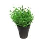 Erba decorativa di timo MASHUO in vaso decorativo, verde, 20cm