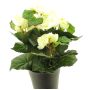 Begonia artificiale HETIAN, crema, 25 cm