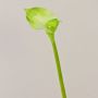 Calla di simulazione MARIOLA, verde, 80cm, 8x15cm