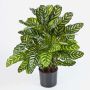 Calathea sintetica BADU, grande, verde-giallo, 80cm