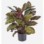 Calathea sintetica BIJAN, grande, verde-rosso, 80cm