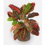 Croton artificiale ANNUKKA su stelo, multicolore, 75cm