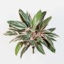 Cordyline sintetica THAIS su stelo, verde-rosa, 50cm