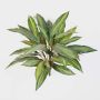 Cespuglio di dracaena finto MERON, su stelo, verde-giallo, 50cm