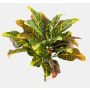 Croton artificiale TAAVI su stelo, multicolore, 40cm
