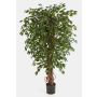 Albero di ficus finto DAKU, tronchi naturali, verde, 180cm