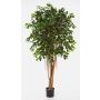 Ficus AURIOL con radici aeree, 2160 foglie, verde, 180cm