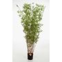 Albero di bambù artificiale DAYA, tronchi naturali, verde, 190cm