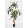 Dracaena artificiale JALA, tronchi veri, verde-bianco, 150cm