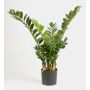 Zamioculcas artificiale AKONO, verde, 100cm
