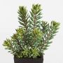 Sedum artificiale JESPER in vaso decorativo, verde, 40cm