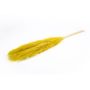 Mazzo essiccato di erba di pampa ANIAMI, giallo, 130-140cm, Ø20cm