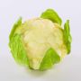 Cavolo sintetico SINEO, bianco-verde, 10,5cm, Ø18cm