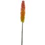 Kniphofia artificiale QIUMIN, arancione, 85cm