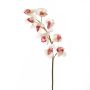 Orchidea Cymbidium finta OKSANA, bianco-fucsia, 80cm, Ø6,5cm