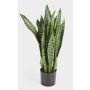 Sansevieria finta BEYZA, verde, 80cm