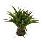 Erba decorativa Pampas SIMVO, palla di terra, radici, verde, 35 cm