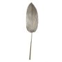 Foglia decorativa di palma Washingtonia DAIANE, essiccata, color champagne, 100 cm