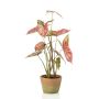 Pianta artificiale Syngonium YOMREL in vaso terracotta, rosso-verde, 60 cm