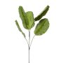 Ramo artificiale Calathea orbifolia KLINTO, verde-grigio, 115 cm