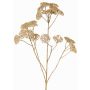 Ramo decorativo di achillea ORTEGA, beige, 75cm, Ø7-13cm