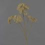 Ramo decorativo di achillea ORTEGA, beige, 70 cm, Ø 4 cm