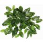 Hoya carnosa artificiale QWARA su bastoncino, verde-bianco, 35cm