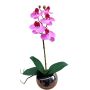 Orchidea decorativa Phalaenopsis ZARMINAH in vaso decorativo, radici, cerise, 35 cm