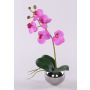 Orchidea decorativa Phalaenopsis ZARMINAH in vaso decorativo, radici, cerise, 35 cm