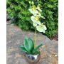 Orchidea decorativa Phalaenopsis ZARMINAH in vaso decorativo, radici, verde crema, 35 cm