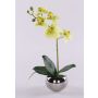 Orchidea decorativa Phalaenopsis ZARMINAH in vaso decorativo, radici, verde crema, 35 cm