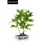 Bonsai artificiale di castagno della fortuna IVANO in ciotola in ceramica decorata, verde, 60 cm