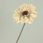 Gerbera artificiale TUNGUSKA, effetto secco, beige crema, 50 cm