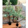 Albero di eucalipto artificiale WISGARD, tronco artificiale, verde-grigio, 90 cm