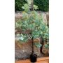 Albero di eucalipto artificiale WISGARD, tronco artificiale, verde-grigio, 180 cm
