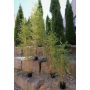 Bambù artificiale PELSIMA, canne di bambù naturali, 180 cm