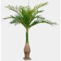 Palma Ravenea in plastica KOKIN, 265cm
