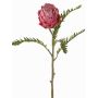 Protea finta BREGANSA, fucsia antico, 65cm, Ø7cm