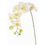 Ramo decorativo orchidea Phalaenopsis WESA, bianco-verde, 100 cm