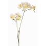 Ramo artificiale orchidea Phalaenopsis VILLANI, bianco-verde, 60cm, Ø3,5-5cm