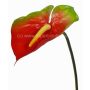 Anturio artificiale MOIRA, rosso-verde, 75cm, 13x18cm