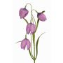 Fritillaria meleagris finta SANEM, lilla, 45cm, Ø3cm