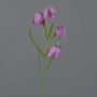 Fritillaria meleagris finta SANEM, lilla, 45cm, Ø3cm